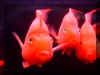 fish001.jpg (33208 ­Ӧ줸²?#034; width=