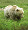 Bears in Denali N.P.