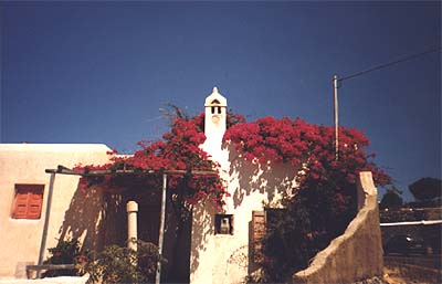 Bougainvillea