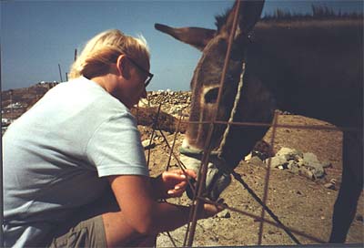 My dear donkey friend