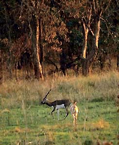 Black Buck