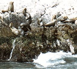 peseals.jpg (22422 bytes)