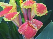 Image of Canna01.JPG