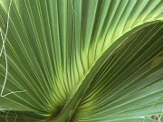 Image of Palm_frond.JPG