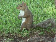 Image of Squirrel01.JPG