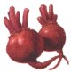 Image of beet01.jpg