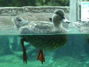 Image of duck101.JPG