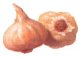 Image of garlic01.jpg