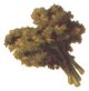 Image of kale01.jpg