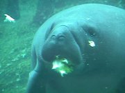 Image of manatee103.JPG