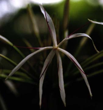 Crinum1 (10k)