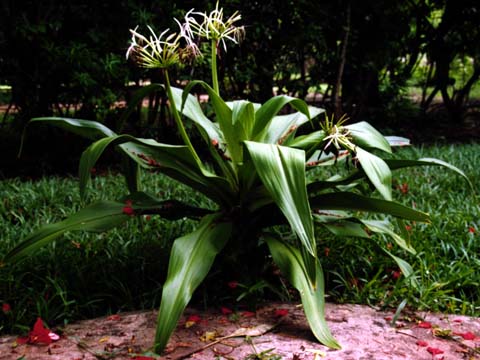 Crinum2 (39k)