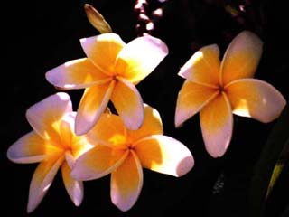 Plumeria2 (17k)