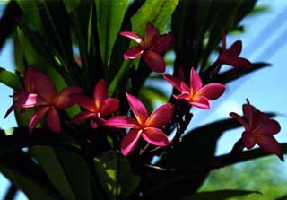 Plumeria3 (22k)