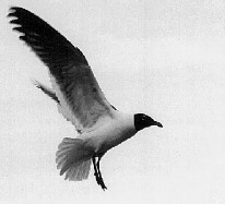 seagull.jpg (9754 bytes)