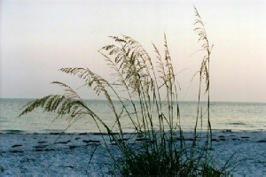 seaoats.jpg (20704 bytes)