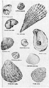 Shell 2.jpg (33684 bytes)