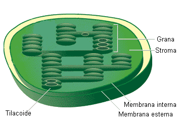 cloroplasto.gif (17566 byte)