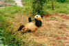 chengdupanda1.jpg (72305 bytes)