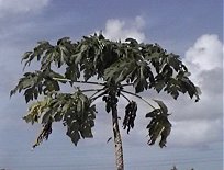 Turks And Caicos... CRAPLAND Links Palm Tree