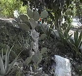 Turks And Caicos... CRAPLAND Links Palm Tree