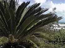 Turks And Caicos... CRAPLAND Links Palm Tree