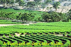 Grapevines in the Clare Valley