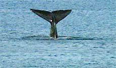 southern right whale