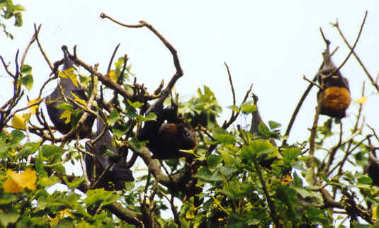 Flying Foxes