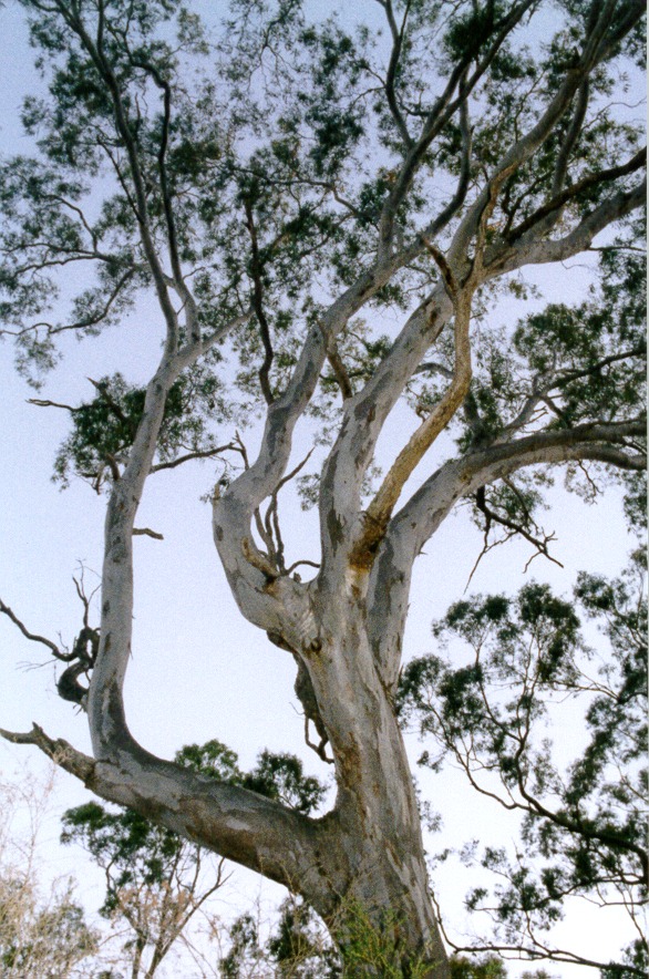 Eucaluptus at Dusk