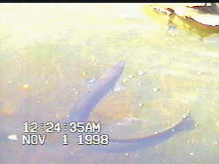 Freshwater Eel