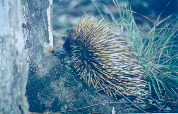 Echidna