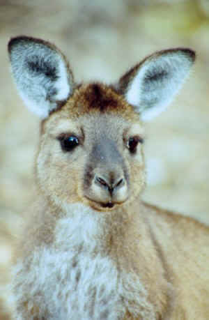 Beautiful Kangaroo