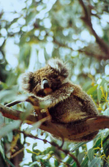 Baby Koala