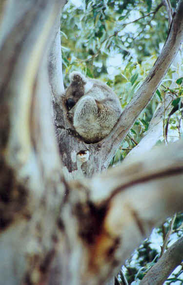 Koala