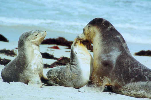 Seals Playing