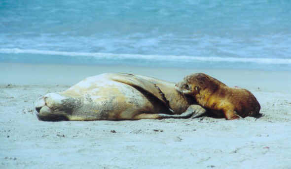 Mum and baby seal