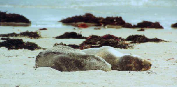 Seal Pups