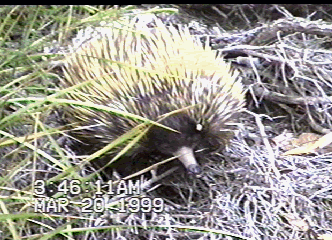 Echidna, 2