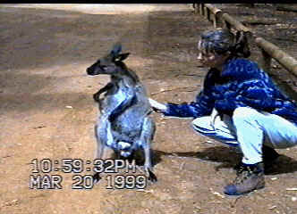 Mel scratching kangaroo