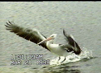 Pelican Landing 1