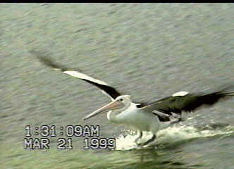 Pelican Landing 2