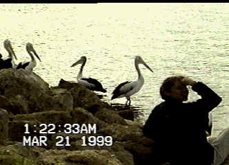 Mel with Pelicans