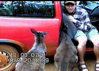 Roo in car