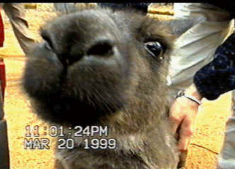 Roo interested in camera