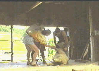 Mike and Mel and Barry--sheep shearing