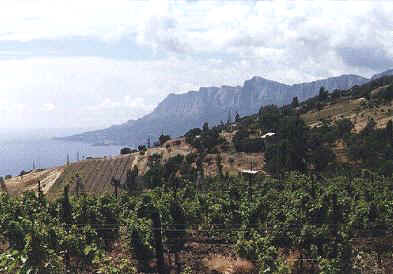 vineyards