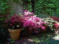 Azaleas