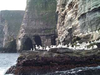 Gannets at Noss