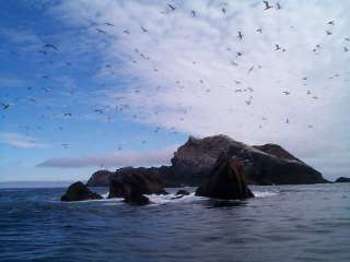 gannetts at Out Stack and Muckle Flugga